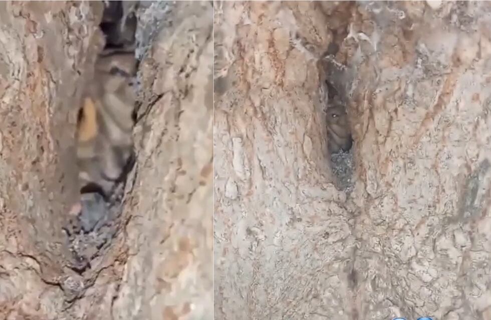 Misterio en Córdoba: filma un supuesto duende en un árbol y se hace viral