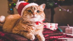 Se acerca una nueva edición de la feria para los amantes de los gatos en Córdoba.