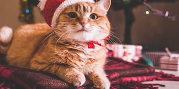 Se acerca una nueva edición de la feria para los amantes de los gatos en Córdoba.