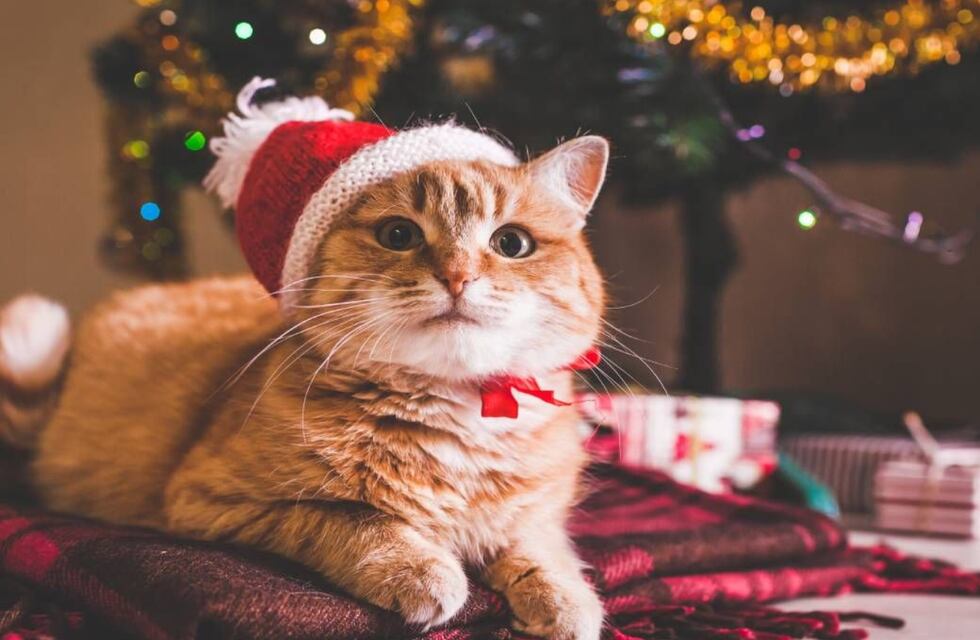 Regalos de Navidad en Córdoba: preparan la última edición Juntada para Michis