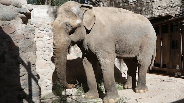 Tamy, el último elefante en Argentina que espera ser trasladado de Mendoza al Santuario de Brasil.