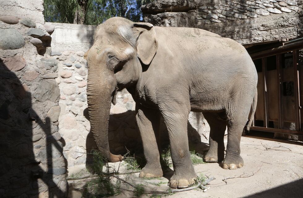 Mendoza preparan el traslado de Tamy, el último elefante cautivo en Argentina