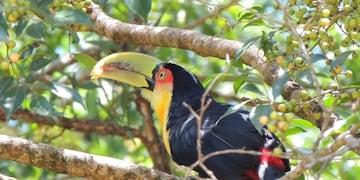 Puerto Iguazú será sede de Volar 2025, el encuentro que destaca la biodiversidad misionera.