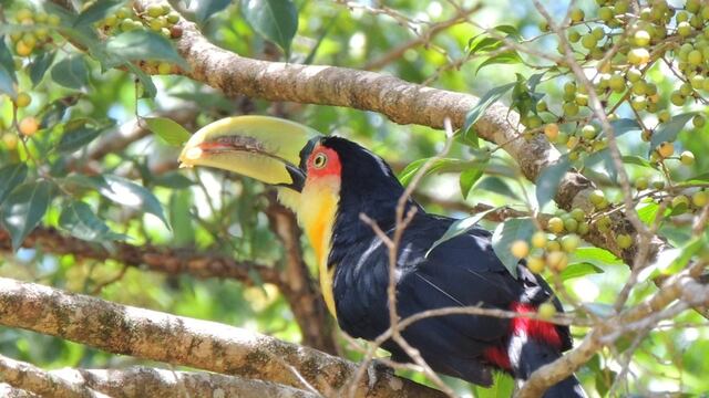 Puerto Iguazú será sede de Volar 2025, el encuentro que destaca la biodiversidad misionera.
