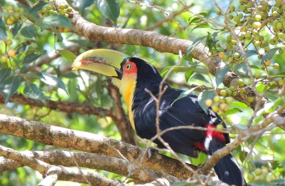 Puerto Iguazú será sede de Volar 2025, el encuentro que destaca la biodiversidad misionera