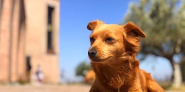 Se perdió Lola, la perrita de una bodega mendocina.