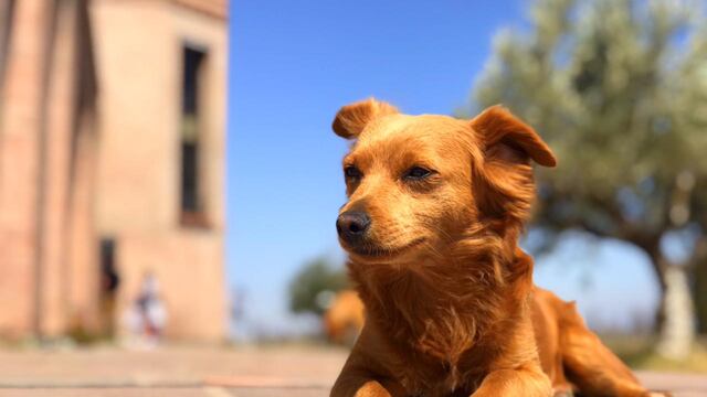 Se perdió Lola, la perrita de una bodega mendocina.