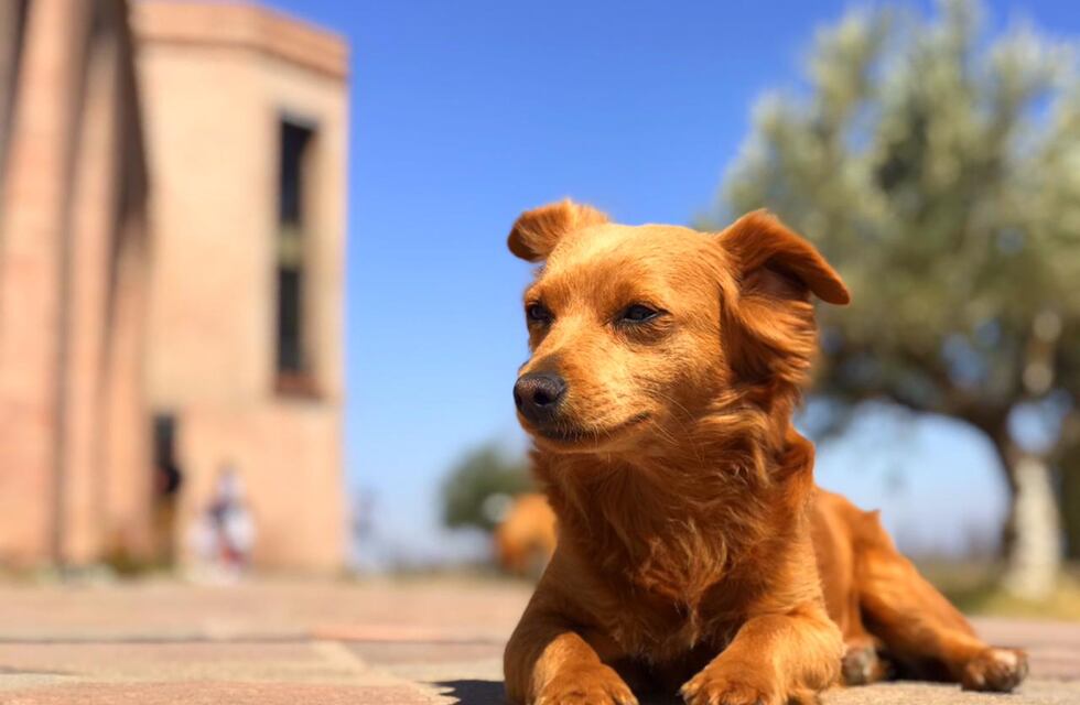 Desapareció Lola, la perra de una bodega mendocina, y ofrecen una importante recompensa para encontrarla