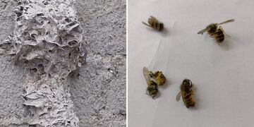 Vecinos de Río Gallegos alertan un incremento en la cantidad de avispas "chaqueta amarilla" en la zona.