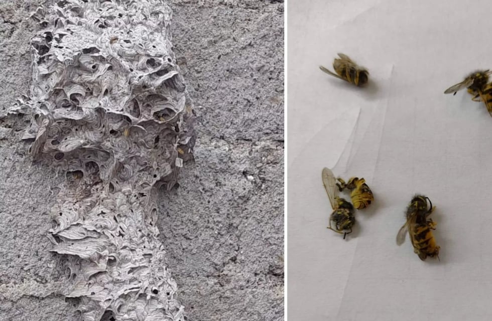 Santa Cruz: preocupa la circulación de avispas “chaqueta amarilla”