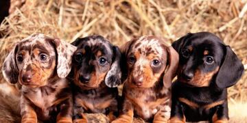 En pandemia muchos consultaron y compraron esta clase de perros. Por lo general son buscados por su tamaño.