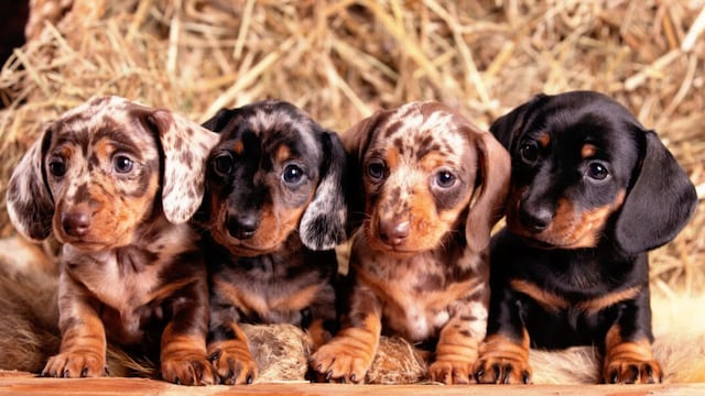 Muchos de los perros salchichas que se rescataron apenas tenían pocos días de haber nacido.