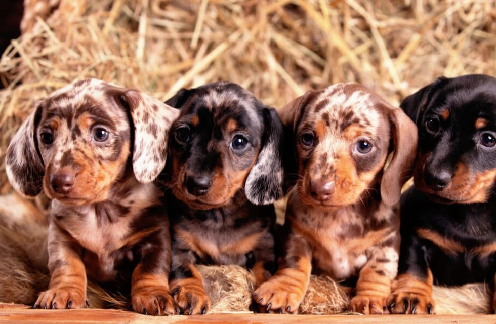 Maltrato animal: la Policía logró rescatar 55 perros salchichas de un criadero clandestino