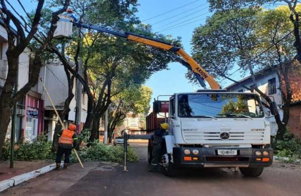 Informan que en mayo se comenzará a realizar la poda primaria en Eldorado