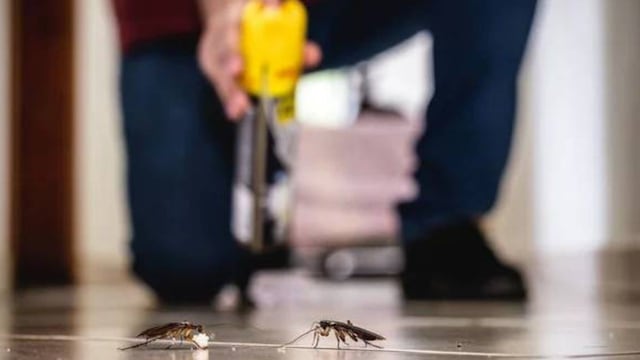 Cuál es el truco casero para ahuyentar las cucarachas del hogar.