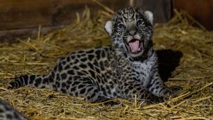 En los Esteros del Iberá se encuentran los gatitos más dulces, protegidos por la Fundación Rewilding Argentina.