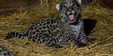 En los Esteros del Iberá se encuentran los gatitos más dulces, protegidos por la Fundación Rewilding Argentina.