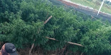 Operativo policial desmanteló un vivero de marihuana.