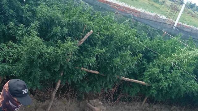 Operativo policial desmanteló un vivero de marihuana.