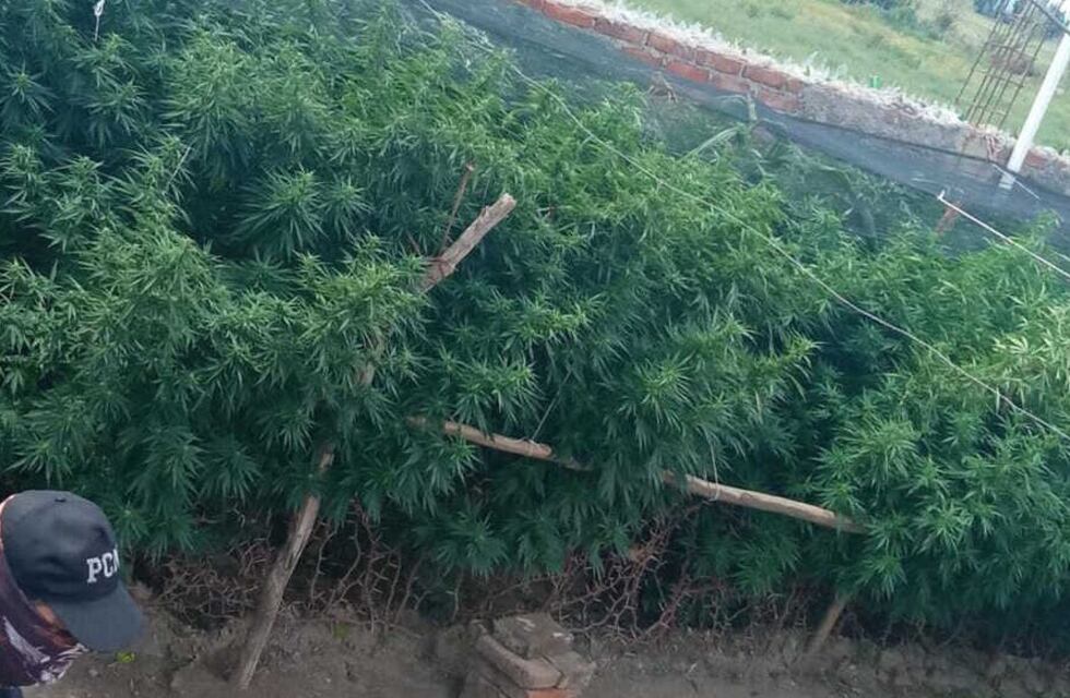 Desmantelan un vivero de marihuana en el Valle de Uco