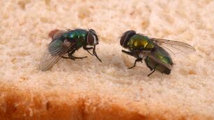 Cómo ahuyentar las moscas.