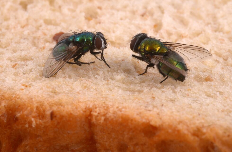 El truco definitivo para ahuyentar las moscas de la cocina: solo necesitas esta hierba
