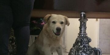 Osito, el perro que acompañó a su duelo hasta el final