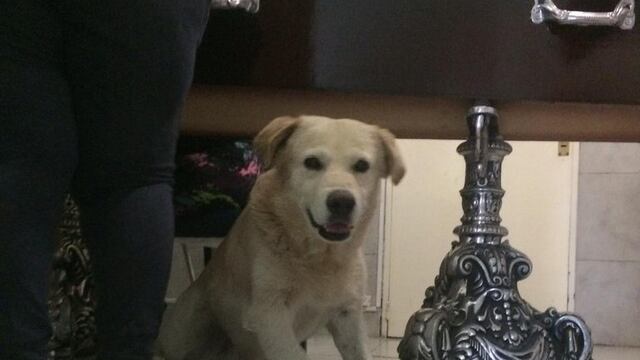 Osito, el perro que acompañó a su duelo hasta el final
