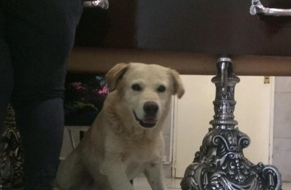 El perro olavarriense que despidió a su dueño junto al cajón