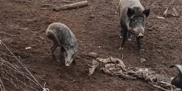Los jabalíes que fueron secuestrados de la finca. (Policía)