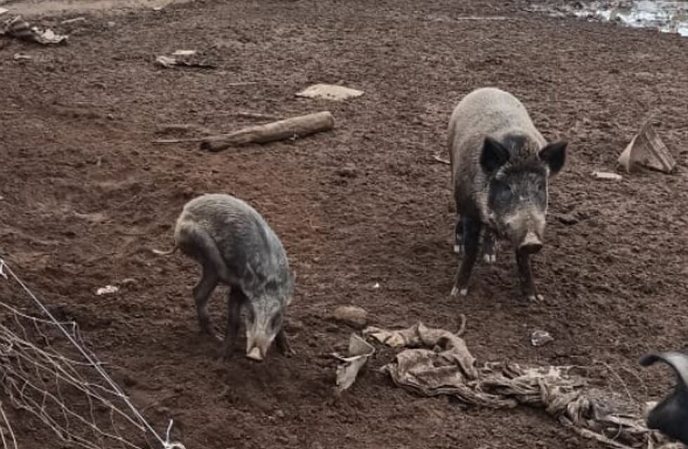 Encontraron dos jabalíes sueltos en Las Perdices