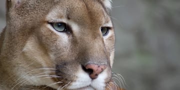 Una ONG detectó que empresas argentinas ofrecían la caza de pumas en sus sitios web.