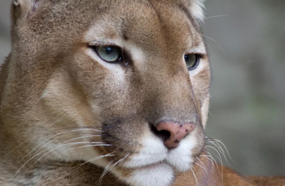 Impactante video: salió a caminar con sus amigos por Comodoro Rivadavia y se encontraron un puma