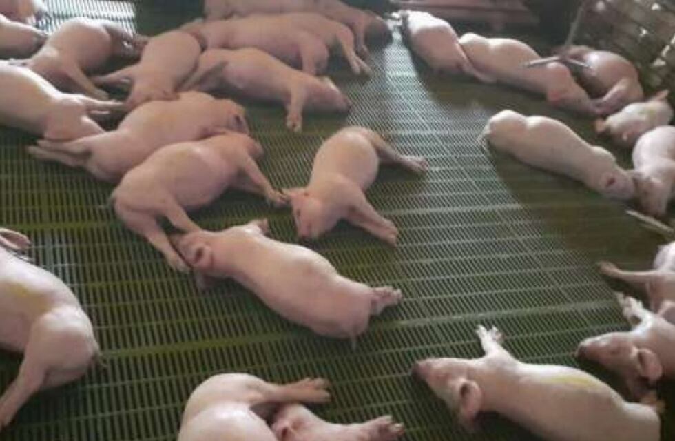 Por un corte de energía eléctrica en General Alvear murieron asfixiados 500 cerdos de una granja