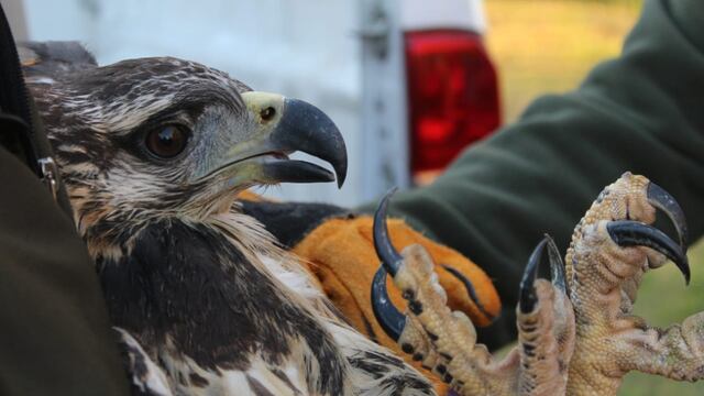 El hermoso ejemplar de Aguila coronada encontrada herida en su mandíbula y que fue enviada a Buenos Aires para su operación y recuperación.