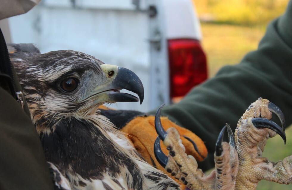 Rescatan un pichón de águila coronada herida en Ñancuñán