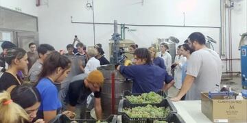 Alumnos de la escuela técnica Pascual Iaccardi de San Rafael, en plena elaboración de vinos.