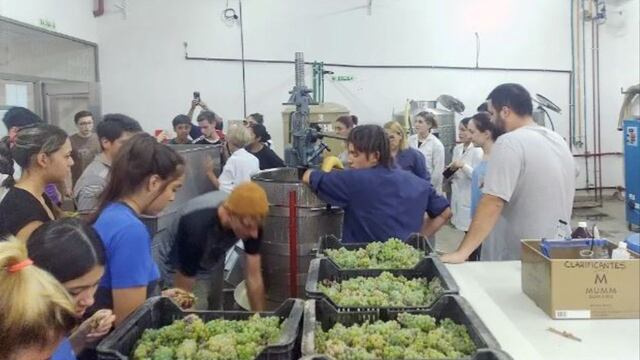 Alumnos de la escuela técnica Pascual Iaccardi de San Rafael, en plena elaboración de vinos.