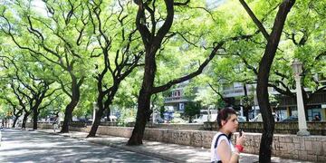 Los árboles de la Cañada, una de las postales más bellas de Córdoba.