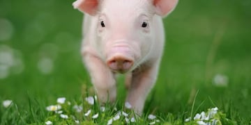 Una mujer denunció que su mascota una "mini pig" se había extraviado de su casa en Esquel (imagen ilustrativa).