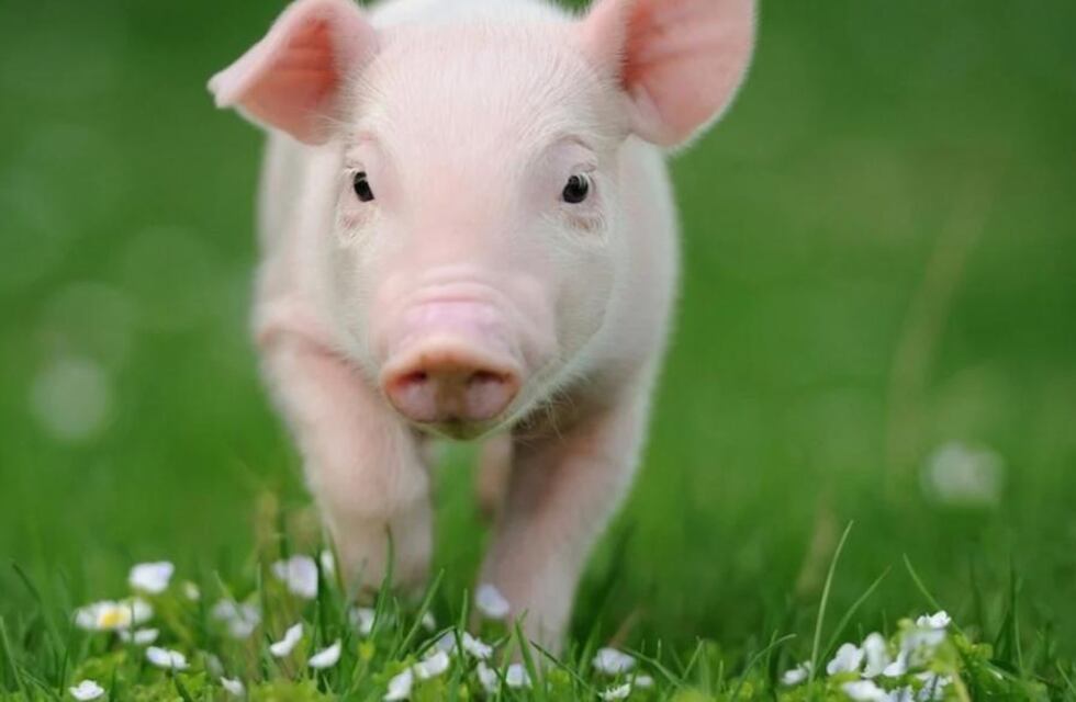 Se perdió su mascota, una “mini pig” llamada Luna, hizo la denuncia y lograron encontrarla gracias a las redes sociales