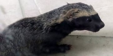 El pequeño animal fue puesto a resguardo en un centro de rescate.
