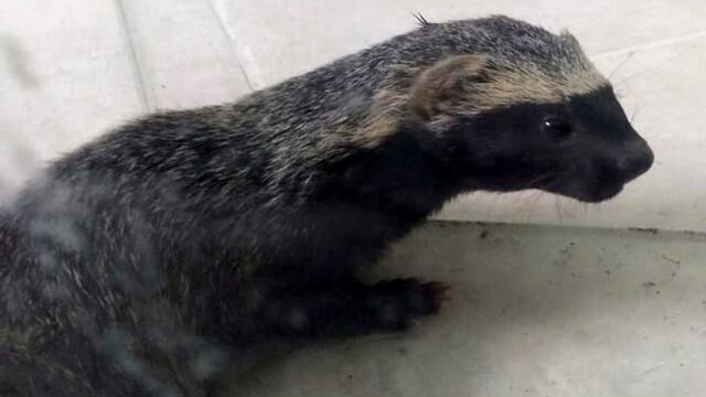 El pequeño animal fue puesto a resguardo en un centro de rescate.