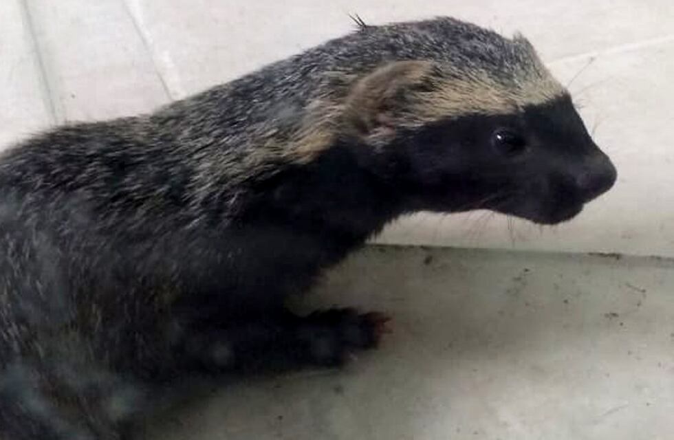 Un camionero rescató a un pequeño animal salvaje en el interior de Córdoba