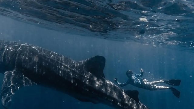 Nicolas Marin está viviendo un sueño en vida abajo del agua y en la superficie