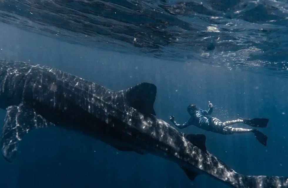 Fotografías por el Planeta: Nicolás Marin tiene 23 años, viaja por el mundo y bucea como explorador de National Geographic buscando especies impactantes