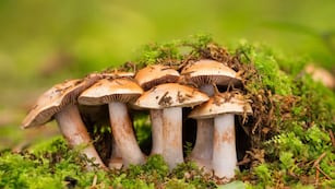 Según científicos de la Universidad de Oregón, los hongos están más relacionados con los animales que con las plantas.