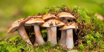 Según científicos de la Universidad de Oregón, los hongos están más relacionados con los animales que con las plantas.