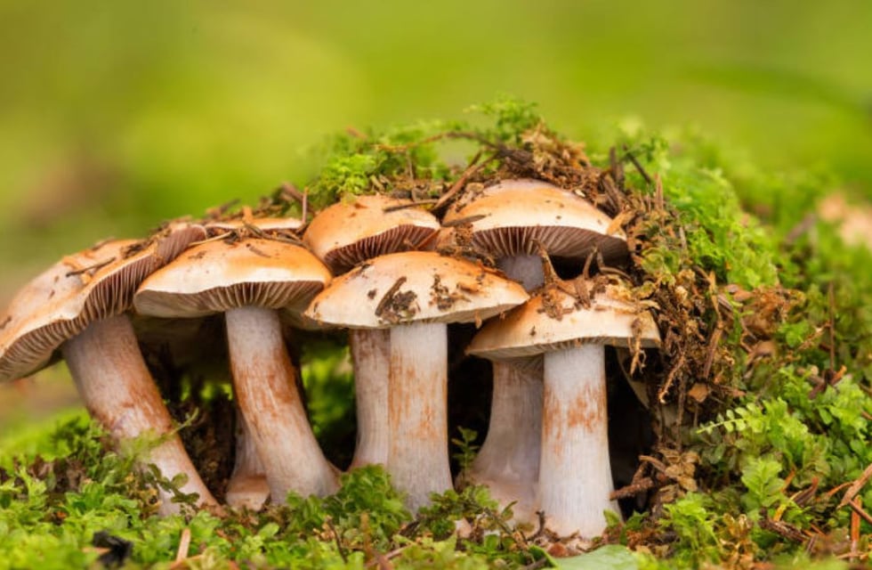 Un estudio plantea que los hongos están más relacionados con los animales que con las plantas