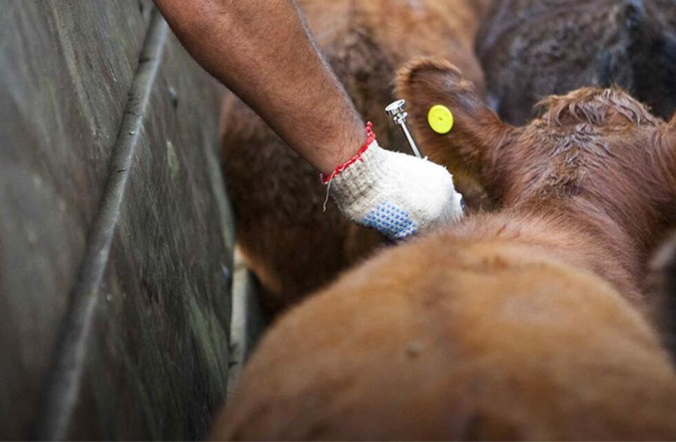 Comenzó el período de vacunación antiaftosa